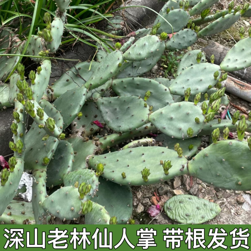 仙人掌带根多肉植物包邮