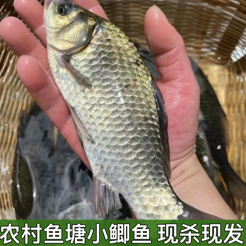 湖北宜昌农村鱼塘小鲫鱼新鲜活的现杀淡水鲫鱼现杀现发包邮
