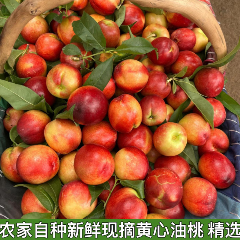 黄心油桃应季大桃子当季水果