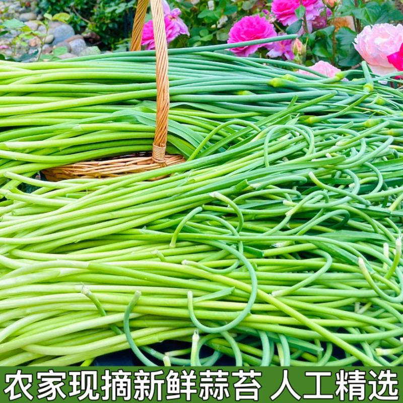 农村自种新鲜蒜苔农家嫩蒜薹蒜头食品蔬菜蒜毫蒜薹青蒜苗精选包邮