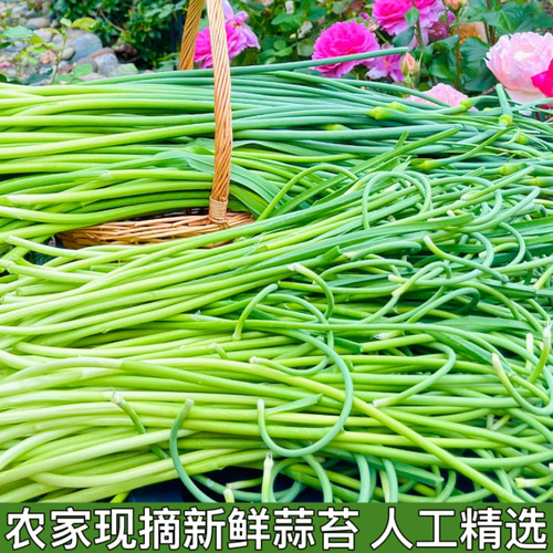 嫩蒜薹蒜头蒜毫蒜薹青蒜苗