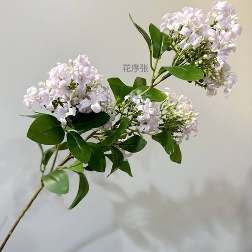 千里香手札七野插栽过山