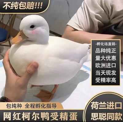 柯尔鸭种蛋受精蛋可孵化网红宠物鸭幼仔活物小黄鸭正版纯种柯尔鸭