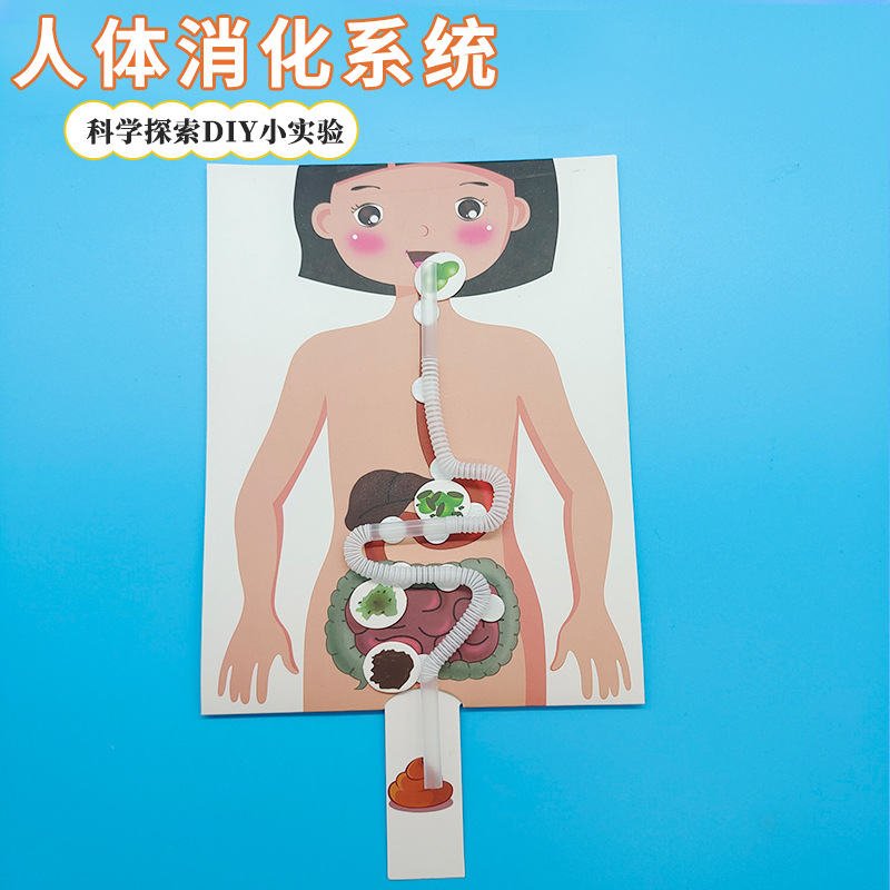 DIY人体消化系统 科技小制作食物消化模型小发明手工益智科学实验