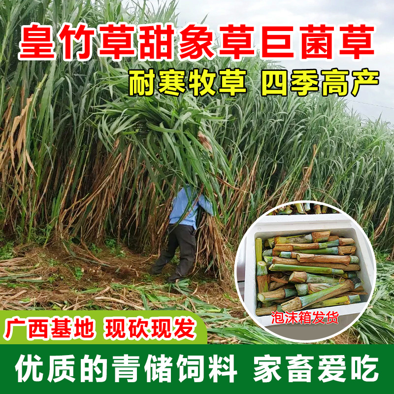 高产皇竹草甜象草巨菌草种节