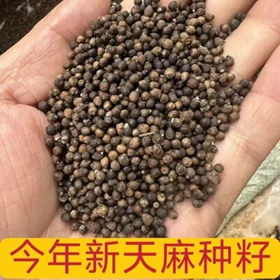 (正宗天麻种子)新鲜天然天麻种子四季种植天麻种子阳台种植