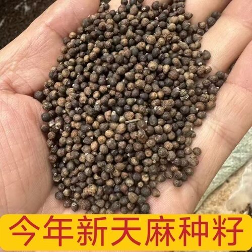 (正宗天麻种子)新鲜天然天麻种子四季种植天麻种子阳台种植