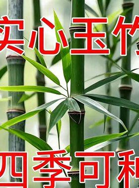 实心玉竹盆栽耐寒文玩竹子爆密竹实心竹竹苗实心玉竹苗笋甜产笋多