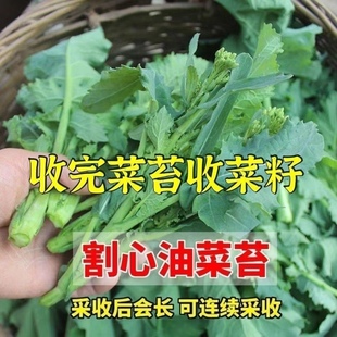 四季 早熟油菜苔种子耐热高产春季 播南方蔬菜种孑阳台盆栽莱菜种籽