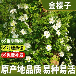 野生金樱子苗 当年现采金樱子种子 中草药苗山石榴 糖罐花种苗