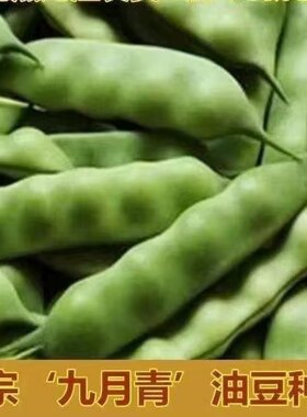 豆角东北油豆角蔬菜种子
