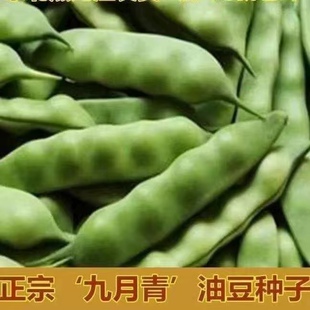九月青种子东北油豆角新品种将军豆红绿小油豆芸豆蔬菜籽无筋豆粒