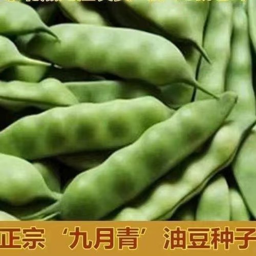 豆角东北油豆角蔬菜种子