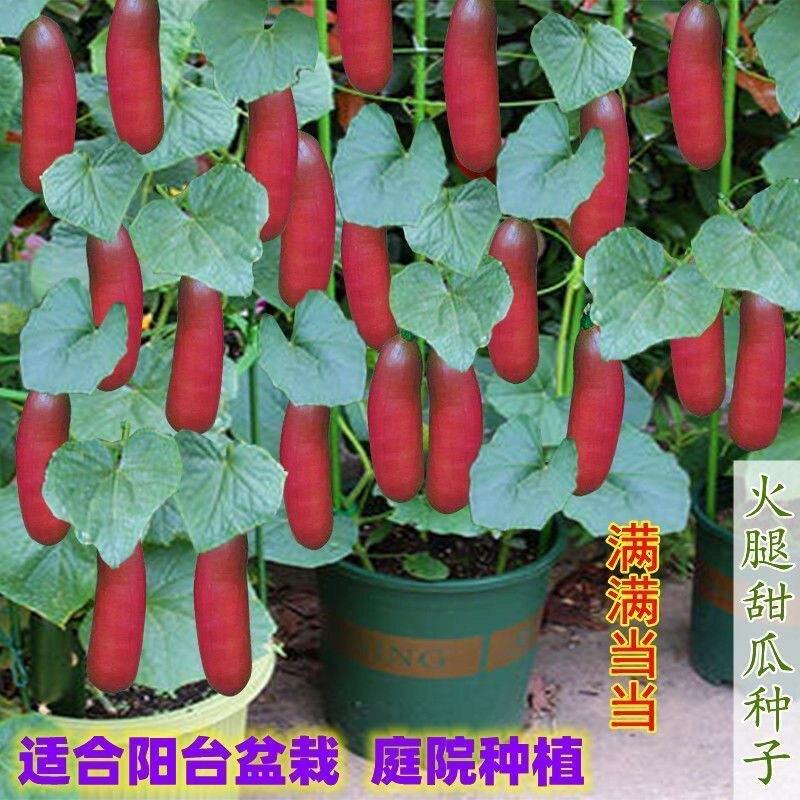 南美火腿香瓜 蜜甜子水甜瓜盆栽家庭园艺种子