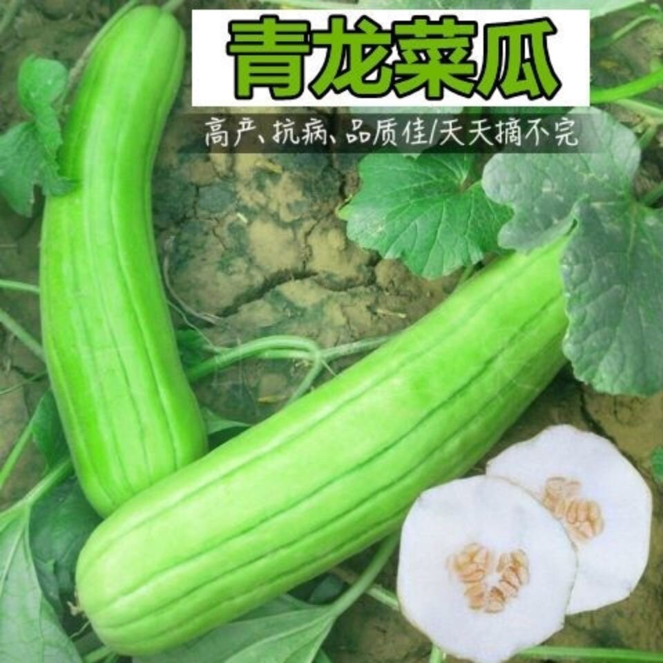 青龙菜瓜种子菜瓜生吃青皮酥瓜籽凉拌生吃腌菜水果蔬菜庭院脆瓜籽