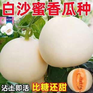 早熟白沙糖甜瓜种子超甜香瓜种籽白沙蜜甜瓜春秋播高产甜瓜籽水果