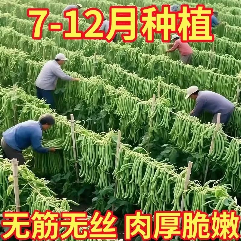 双花双荚红花有架四季豆种子早熟45天耐热耐寒软糯无筋无丝肉豆角