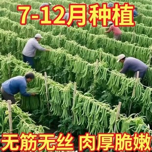 双花双荚红花有架四季豆种子早熟45天耐热耐寒软糯无筋无丝肉豆角
