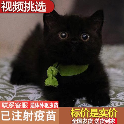 猫咪活物小猫咪玄猫非领养