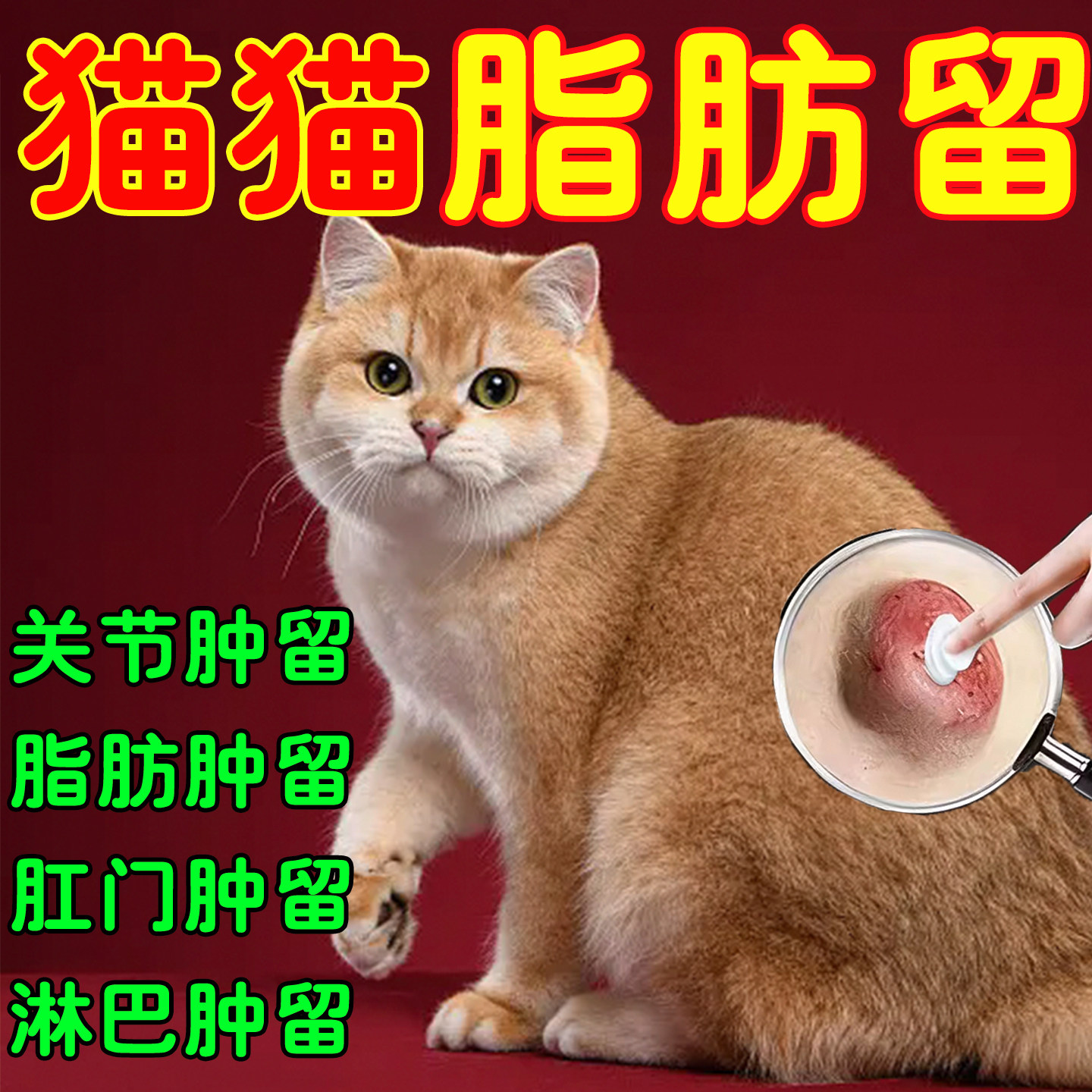 猫猫脂肪//留身上长疙瘩淋//巴肿硬块多发性出肉//瘤凸起肉球