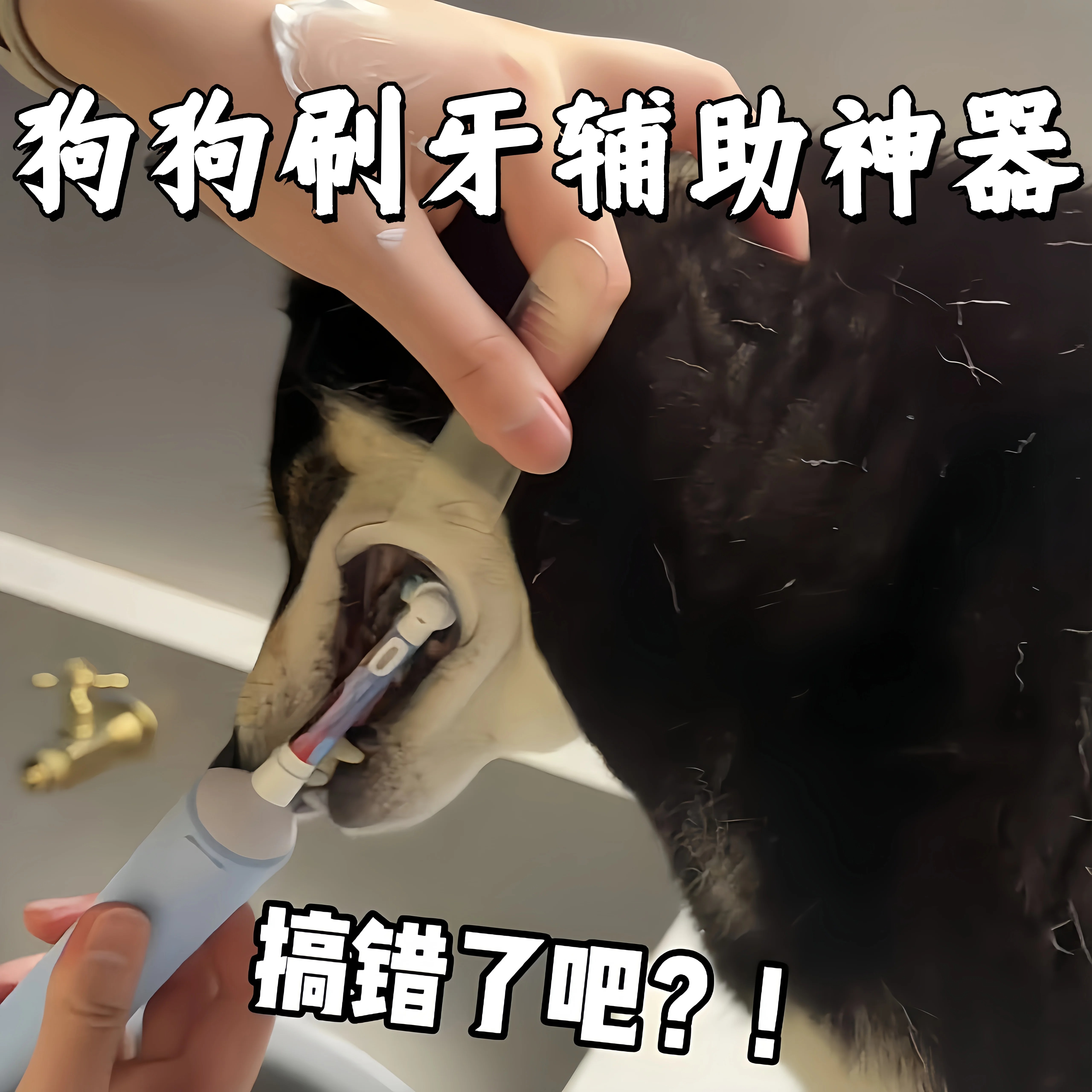 狗狗刷牙去牙垢开口器