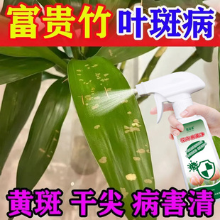 富贵竹叶斑病营养液黑腐炭疽软腐叶斑感染病菌黑斑黄叶白斑病菌净