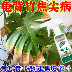 龟背竹黄叶焦叶专用营养液肥料龟背竹锈病炭疽烂根软腐叶斑专用肥