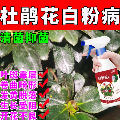 杜鹃花植物白粉病专用清菌剂叶斑白色霉层卷曲畸形发黄脱落不开花