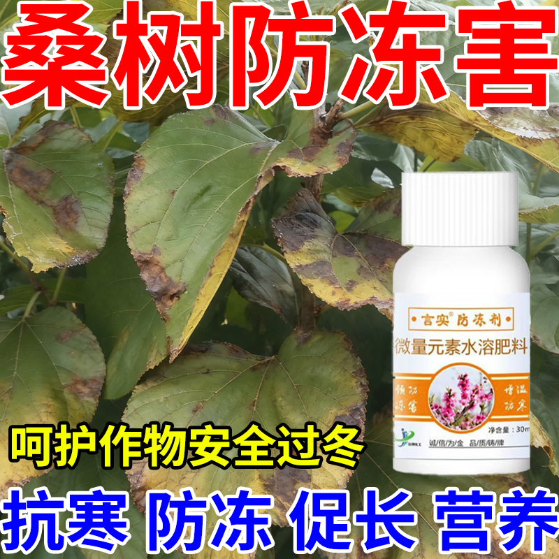 桑树防冻剂抗寒抗冻低温促长缓解冻害植物过冬防冻液浓缩叶面肥料
