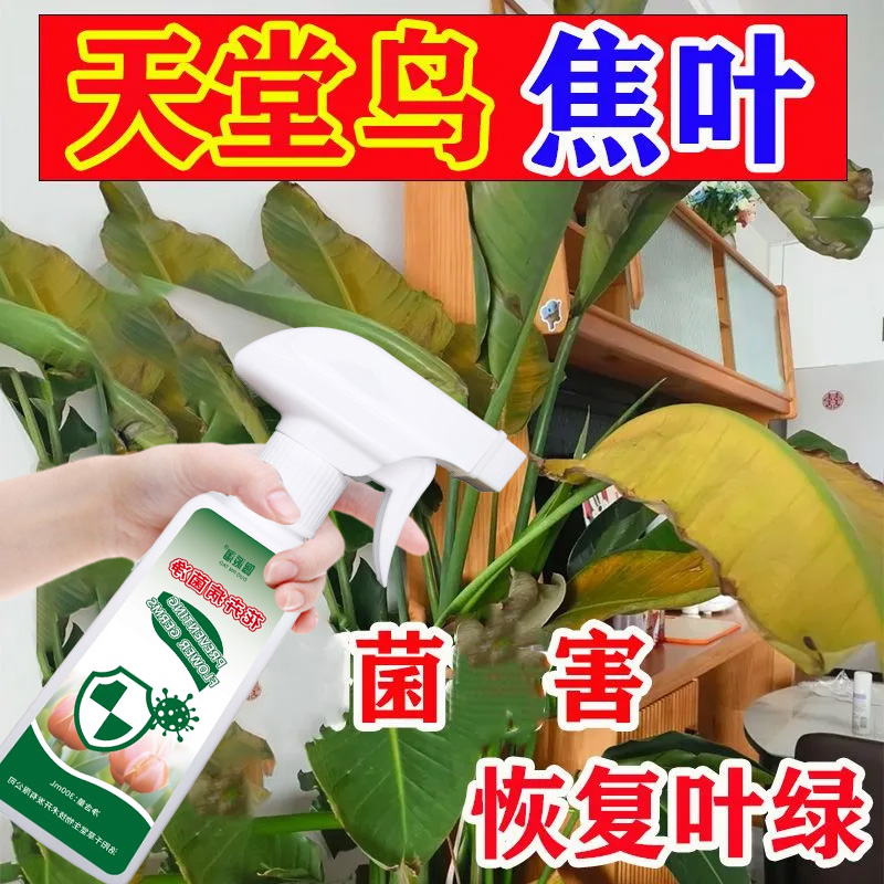 天堂鸟焦叶卷边专用营养液叶片发黑黄斑焦尖枯焦黄斑黄叶干叶肥料