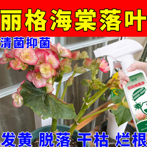 丽格海棠花焦边掉叶黄叶干叶子卷边枯萎突然发黄黑边杆红专用喷剂