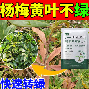 杨梅树专用叶面肥料树叶黑斑干枯枯萎枯枝掉叶保花保果生根剂营养