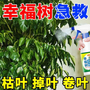 幸福树急救枯叶掉叶卷叶营养液专用黑斑白粉叶斑炭疽枯萎免稀释肥