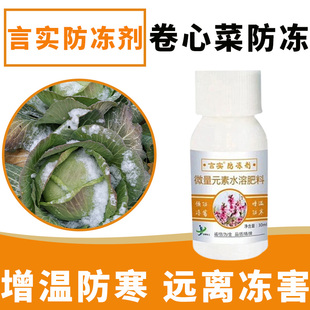 卷心菜白菜甘蓝越冬抗寒防冻剂防红加不膨果抗寒调节防腐速长包心