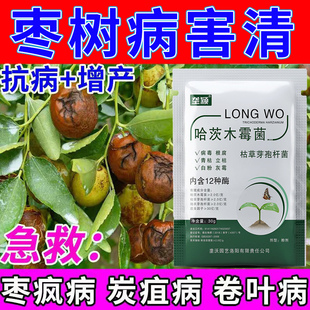 枣树病害专用剂枣树黄叶卷叶小叶枣疯病炭疽病哈茨木霉菌生根壮根