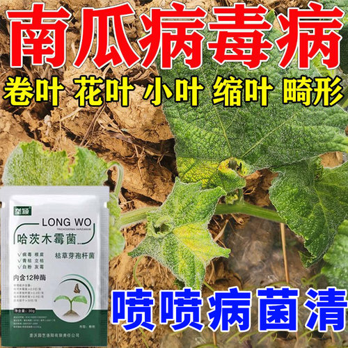 南瓜花叶病病毒病叶面肥白点病霜霉病炭疽病叶子发黄枯萎长斑防病