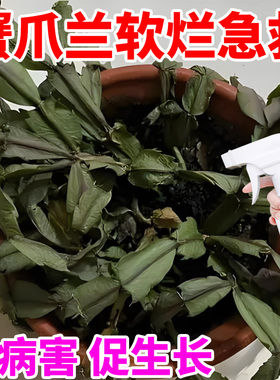 蟹爪兰软烂萎蔫专用营养液蟹爪兰不开花掉叶掉花专用营养液免稀释