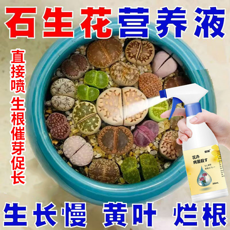 石生花营养液通用型生石花生根营养液花肥绿植水培植物肥料防黄叶