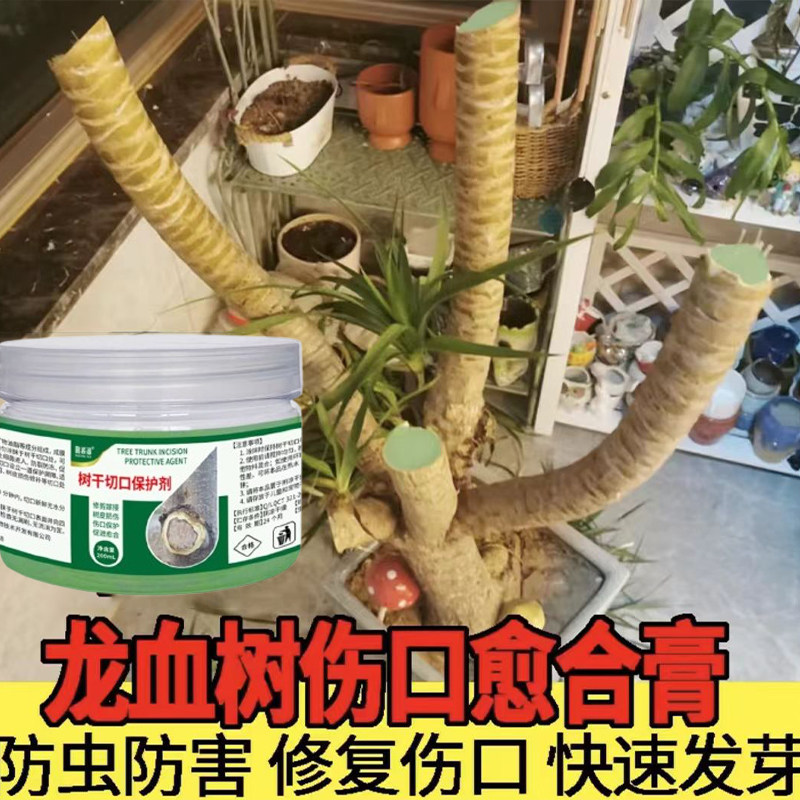 龙血树砍头伤口修剪切口愈合剂修根后涂抹树干开裂截枝防腐抑菌剂