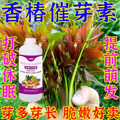香椿催芽素强力催芽爆嫩芽壮芽【促进椿树提前发芽】爆芽素叶面肥