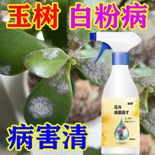 【玉树白粉病】营养液叶片上有白粉白色絮状物叶斑黑斑烟煤炭疽病