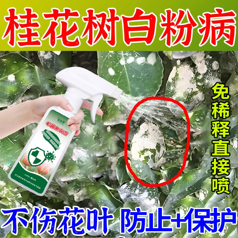 桂花树白粉病专用肥黄叶干尖焦尖长白斑掉叶子病菌净营养液直接喷