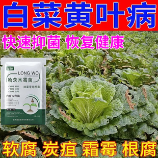 白菜黄叶干烧心专用肥料烂叶烂根叶面肥卷叶腐烂修复叶子发黄病害