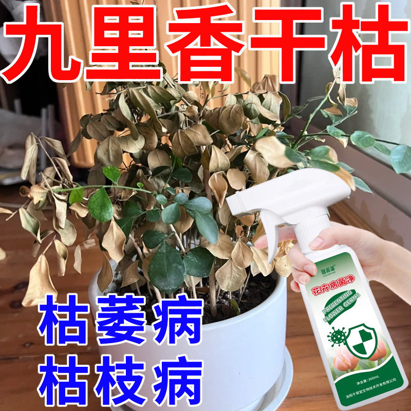 九里香干枯病专用营养液肥料干叶枯枝掉叶枯萎病干腐病花卉病菌净,鲜花速递/花卉仿真/绿植园艺,家庭园艺肥料,淘宝优惠券,粉丝福利购,淘宝优惠卷