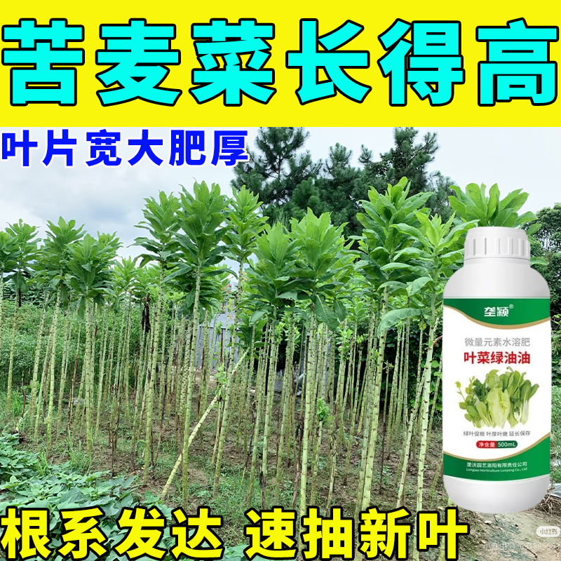 苦麦菜叶专用水溶肥【又细又长】高产增绿大叶肥厚白梗紧凑不徒长