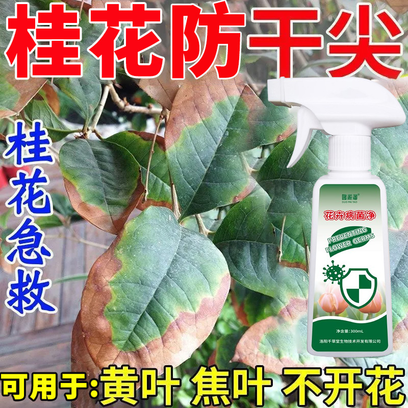 桂花叶尖枯焦专用喷剂抑菌剂营养液干尖黄叶枯枝不伤植物家用肥料