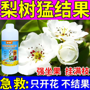 梨树猛结果】催花授粉保花坐果灵促进花芽分化花多果多防落花落果