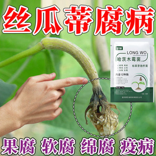丝瓜蒂腐病瓜蒂腐烂脱落果腐病不生长专用叶面肥丝瓜枯萎白粉清