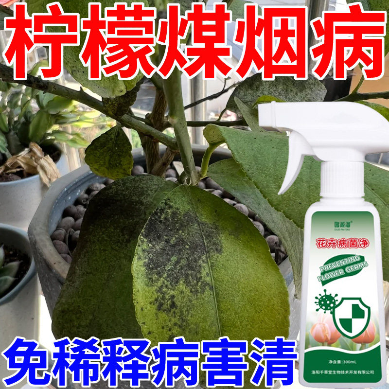 柠檬树煤烟病专用营养液肥料黄叶病炭疽病溃疡病病菌净免稀释喷剂