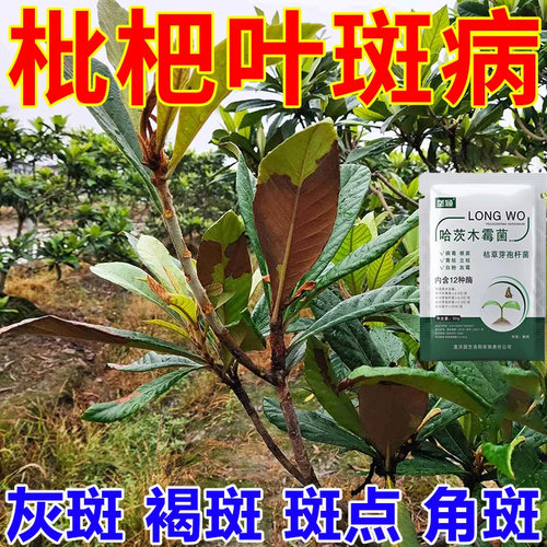 枇杷叶斑病专用急救除菌肥专用水溶肥叶子发红变黄掉叶卷叶急救肥